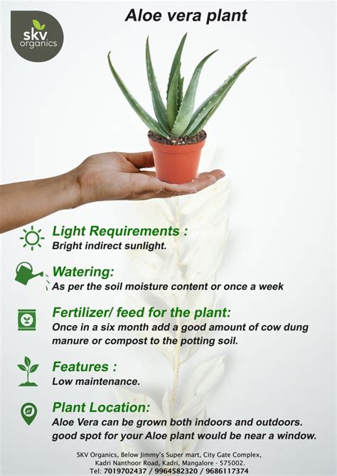 Aloe Vera – Plant Care - skvorganics