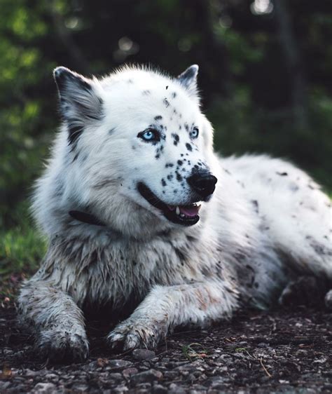 Husky Dalmatian mix https://ift.tt/2QBp16A | Mixed breed dogs, Pretty animals, Cute dogs and puppies