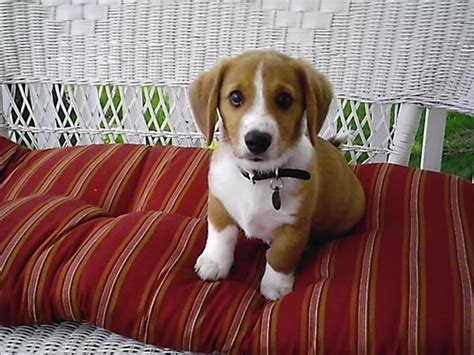 corgi/beagle mix | Razas de perros medianos, Perros, Perro beagle