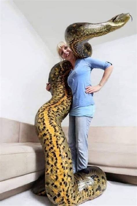 Pin on Anaconda snake- Largest of all snakes in the world