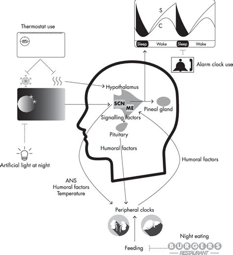 32+ Zeitgebers (Biological Cues) And How To Enhance Your Circadian ...