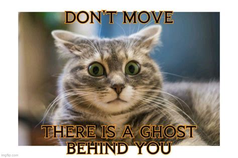 Image tagged in cat,scared cat,holloween,ghost,funny - Imgflip