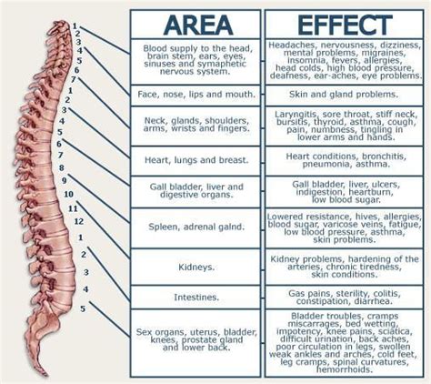 Spinal Nerve Chart - L4, pain in hips, numbness in legs and foot, weakness in legs http ...