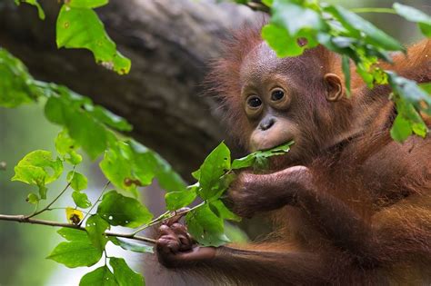 Must-See Borneo: Coral Reefs, Secluded Beaches and Cheeky Orangutans - Ecophiles