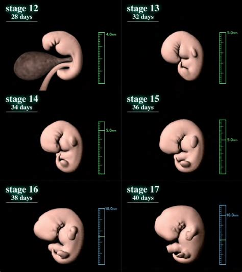 Human Embryo Development Stages