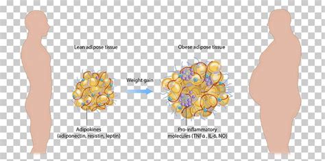 Adipose Tissue Function Obesity Adipocyte PNG, Clipart, Adipocyte ...