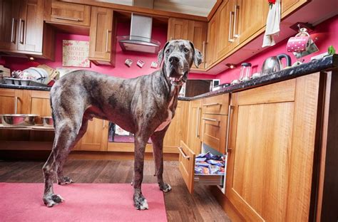 World's Tallest Dog, Freddy The Great Dane, Dies Age 8 | HuffPost UK Life