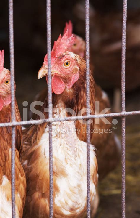 Caged Chicken Stock Photo | Royalty-Free | FreeImages