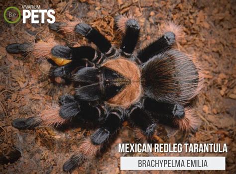 Brachypelma Emilia: Mexican Redleg Tarantula Care Guide!