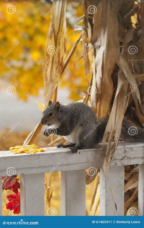 A Hungry Squirrel Eating the Corn from a Decorative Corn Stalk. Stock Image - Image of leaves ...