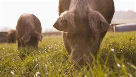 Pigs' Diet | Animals - mom.me