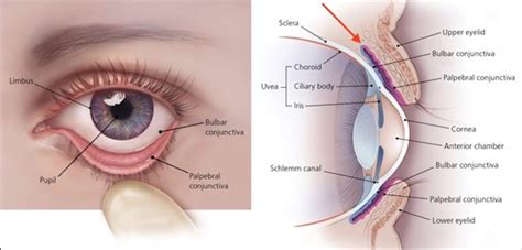 Eye Anatomy Conjunctiva Sclera