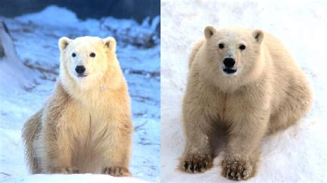 Winnipeg zoo's 2 polar bear cubs now have names: Nanuq and Siku | CBC News