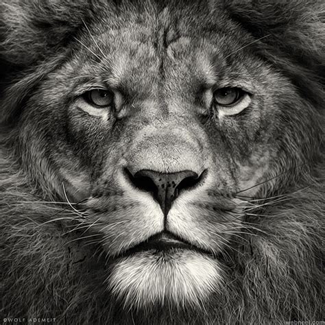 Lion Black And White Photography 1