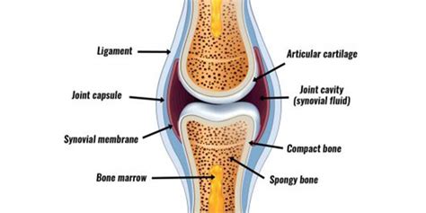 Synovial Joint Knee