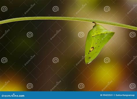 Chrysalis of Common Gaudy Baron Butterfly Euthalia Lubentina Stock ...