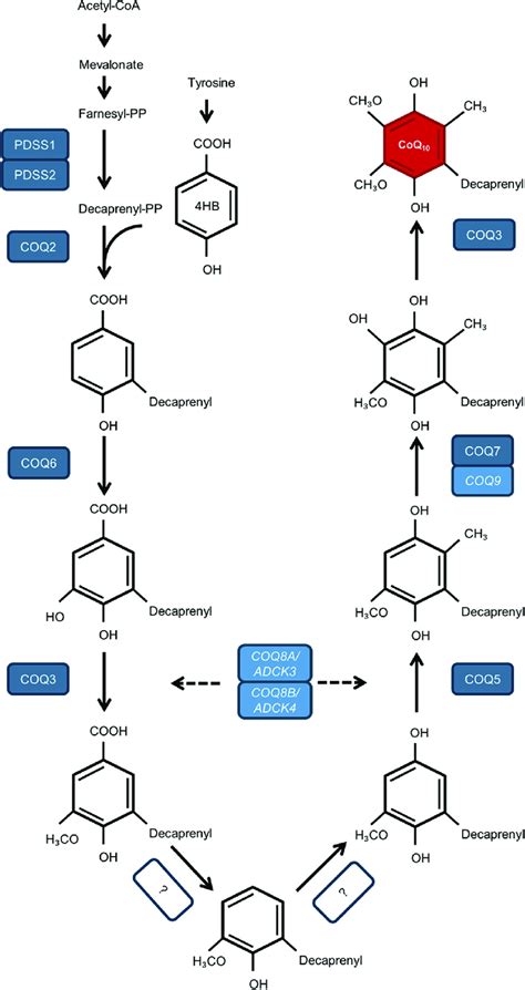 Schematic overview of the CoQ 10 biosynthesis pathway. At least 15 ...