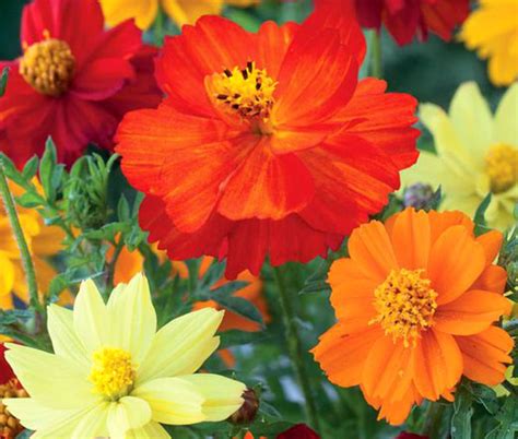 Cosmos Sulphur Ladybird Mix Dwarf Seeds - Cosmos Sulphureus