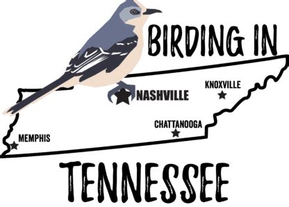 Birds in Tennessee - Bird Watching Academy