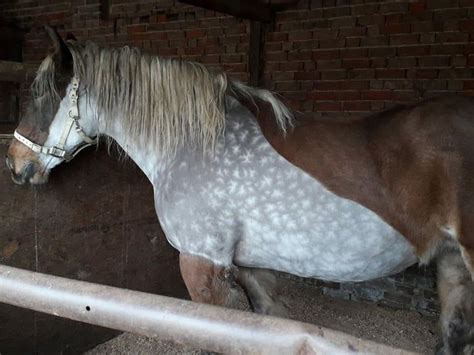 This horses exterior coat is bay but when clipped it is dappled grey and looks like snowflakes ...