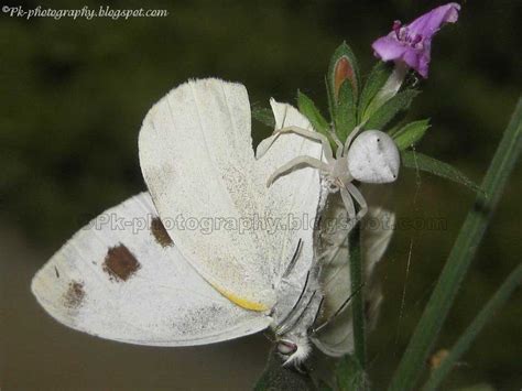 White Crab Spider | Nature, Cultural, and Travel Photography Blog