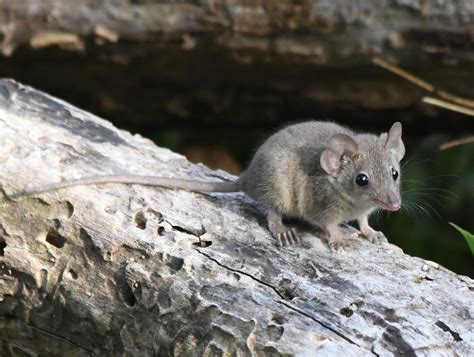 Antechinus stuartii Macleay, 1841