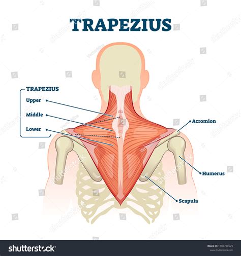 Trapezius Muscle Labeled Medical Anatomy Structure: stockvector (rechtenvrij) 1803738529 ...