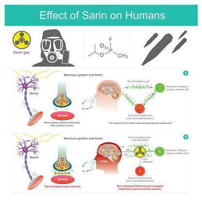 Effetto Del Sarin Sugli Umani - Immagini vettoriali stock e altre immagini di Sarin - Gas ...