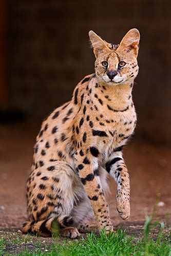 African Serval Cat Spotted in Tiny Township | muskoka411.com