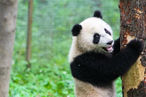 Chengdu Giant Panda Base Private Half Day Tour - Tourist Journey