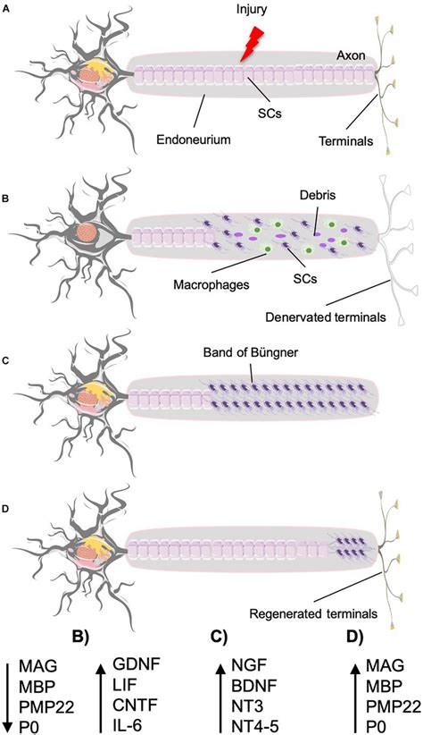 | Nerve injury and regeneration under ideal conditions. Time course and... | Download Scientific ...