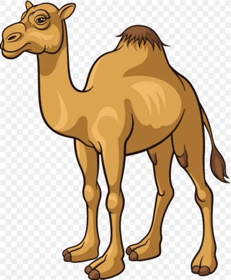 Camel Cartoon Royalty-free Clip Art, PNG, 823x1000px, Camel, Arabian Camel, Camel Like Mammal ...