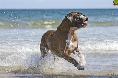 Saugeen Shores considers opening more beaches to dogs