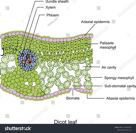 Dicot Leaf Royalty-Free Images, Stock Photos & Pictures | Shutterstock