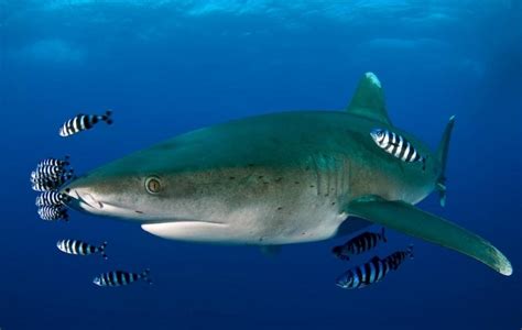 Oceanic Whitetip Shark – "OCEAN TREASURES" Memorial Library