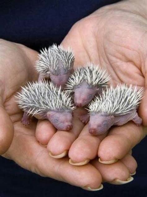 Baby hedgehogs | Creatures | Pinterest