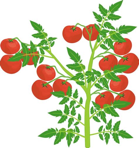 Indeterminate vs Determinate Tomatoes: The Differences Explained - Seeds N' Flowers