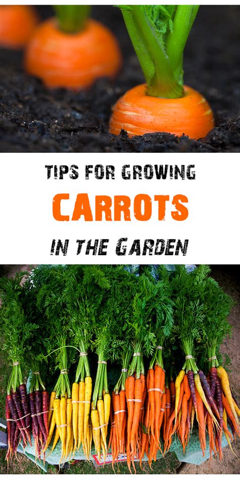 Tips for Growing Carrots