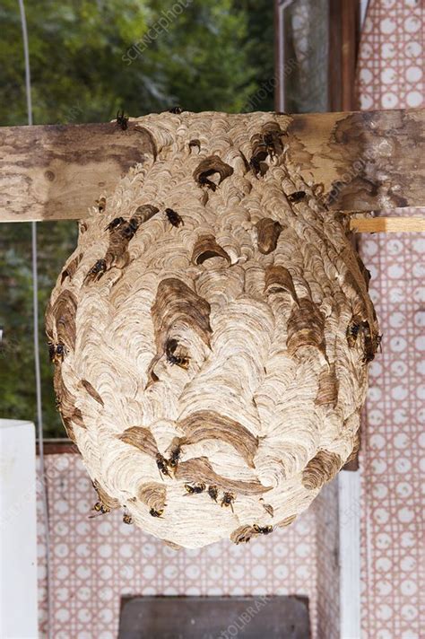 Asian hornet nest - Stock Image - C009/1406 - Science Photo Library