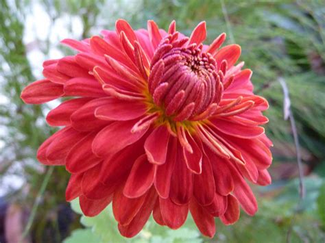 Chrysanthemum facts and health benefits