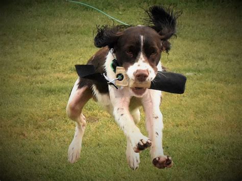 From Training to Hunting Your Spaniel – Spaniels in the Field & Flushing Retrievers Magazine