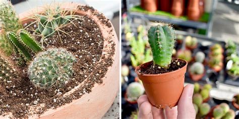 Bored Inside? Make a Succulent and Cactus Planter! | Platt Hill Nursery ...