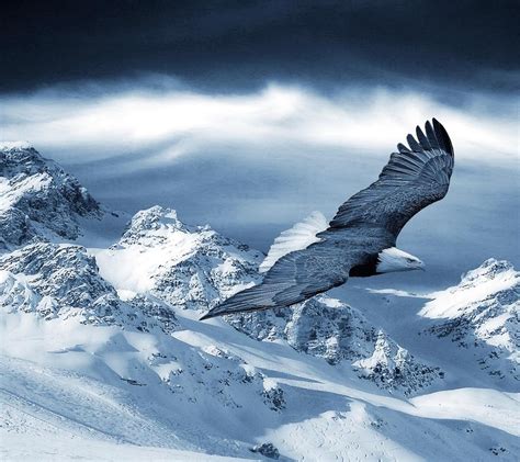 Beautiful eagle fly over the white mountains Wallpaper Download 960x854