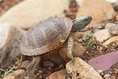 All The 26 Types of Texas Turtles (ID Guide and Photos)