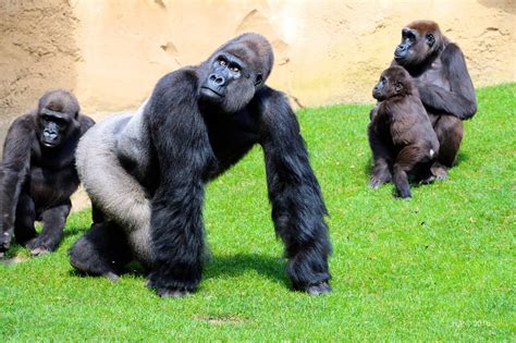 The gorilla family - The silver back is definitely the boss in this family - and it looks as if ...