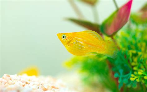 How to Start a Molly Fish Tank? - The Ultimate Guide for Beginners - AquariumNexus