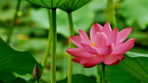 Lotus (Hoa Sen) | Vietnam Travel Blog