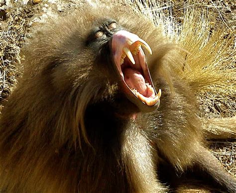 Reason #4 Your Canine Teeth Don’t Make You A Meat-Eater: The Gelada Baboon Geladas are the only ...