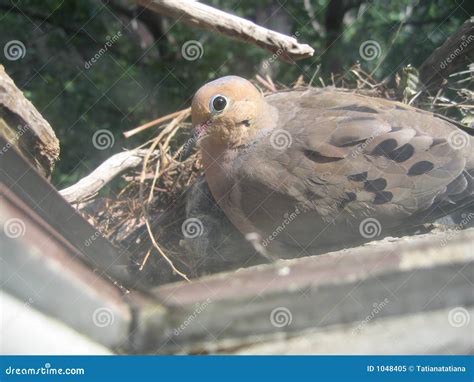 Mourning dove on nest stock image. Image of background - 1048405