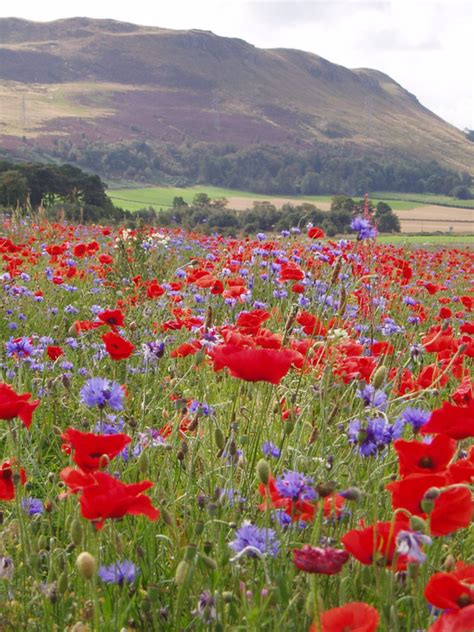 Bumblebee Conservation | The National Lottery Heritage Fund